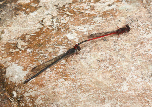 Megalagrion heterogamias
