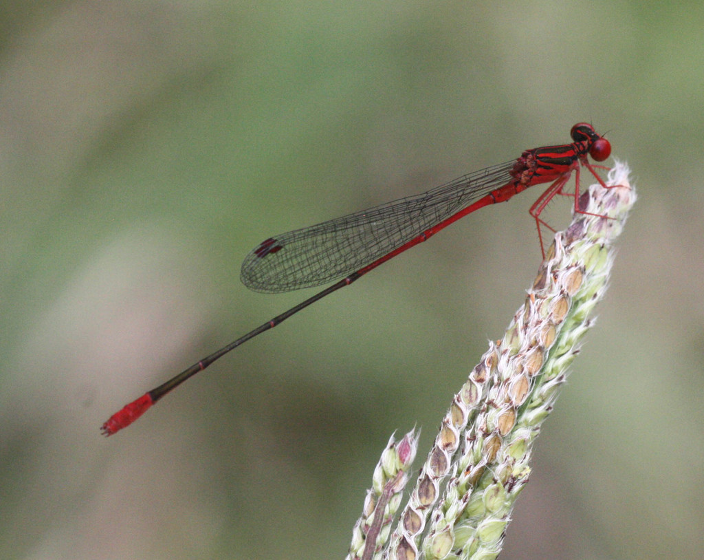 Megalagrion oresitrophum