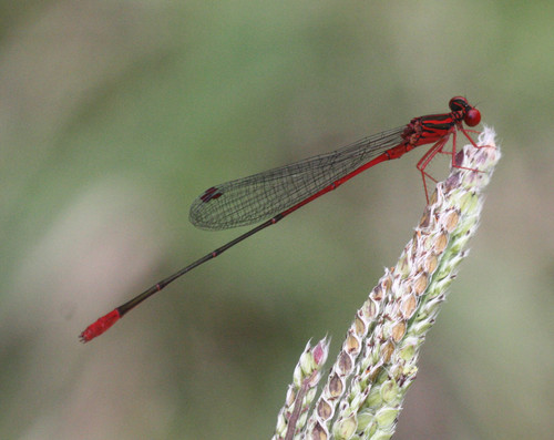 Megalagrion oresitrophum