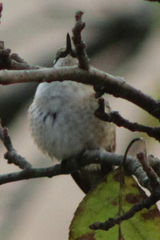 Archilochus colubris