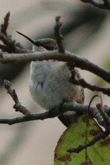 Archilochus colubris