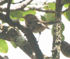 Chasiempis sclateri