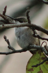 Archilochus colubris