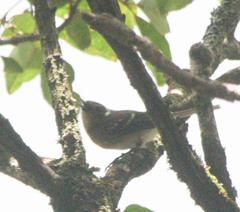 Chasiempis sclateri