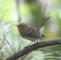 Chasiempis sclateri
