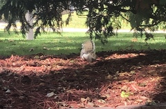 Sciurus carolinensis