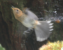 Chasiempis sclateri