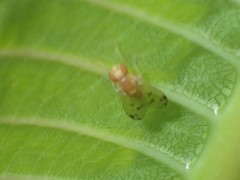 Homoneura occidentalis