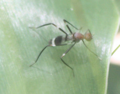 Taeniaptera angulata