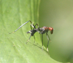 Taeniaptera angulata