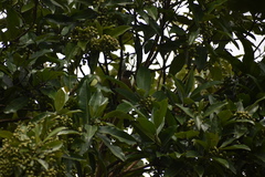 Turdus grayi