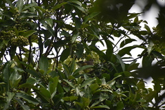 Turdus grayi