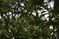 Turdus grayi
