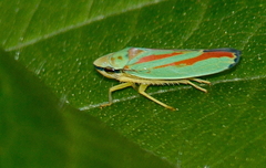 Graphocephala
