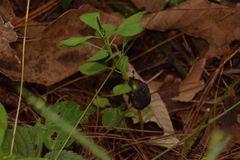 Euphoria submaculosa