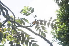 Polyscias sandwicensis