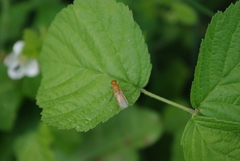 Psila fimetaria