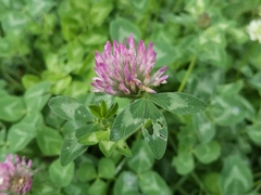 Trifolium pratense
