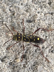 Cotyclytus curvatus