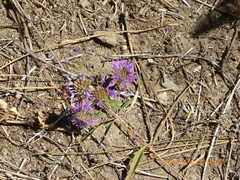 Monardella breweri lanceolata