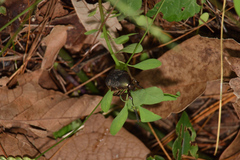 Euphoria submaculosa