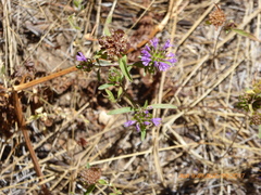 Monardella breweri lanceolata