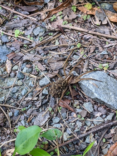 Rabid Wolf Spider, North Carolina, US, photo 8 of 10
