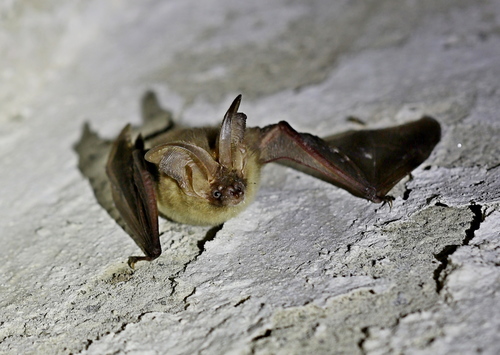 Brown Big-eared Bat