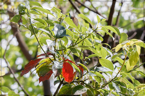 Nepal camphor tree (Camphora glandulifera)