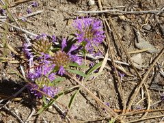 Monardella breweri lanceolata