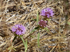 Monardella breweri lanceolata