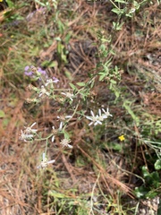 Sericocarpus tortifolius
