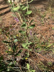 Sericocarpus tortifolius