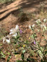 Sericocarpus tortifolius