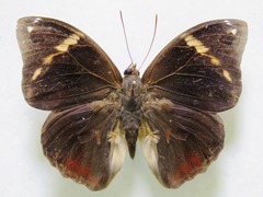 Opsiphanes tamarindi tamarindi