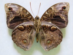 Opsiphanes tamarindi tamarindi