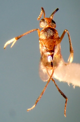 Homalotylus