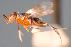 Homalotylus