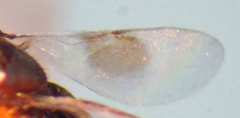 Homalotylus