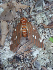 Citheronia