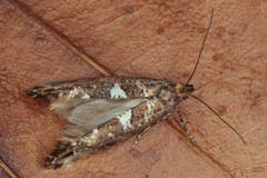 Acrolepiopsis assectella