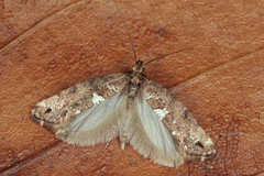 Acrolepiopsis assectella