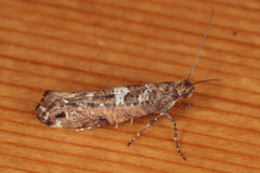 Acrolepiopsis assectella