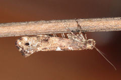 Acrolepiopsis assectella