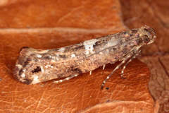 Acrolepiopsis assectella