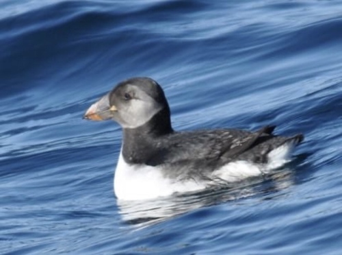 Atlantic Puffin