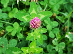 Trifolium pratense