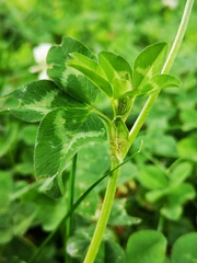Trifolium pratense