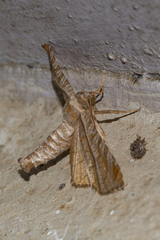 Opula mollis