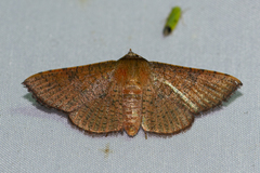 Banisia